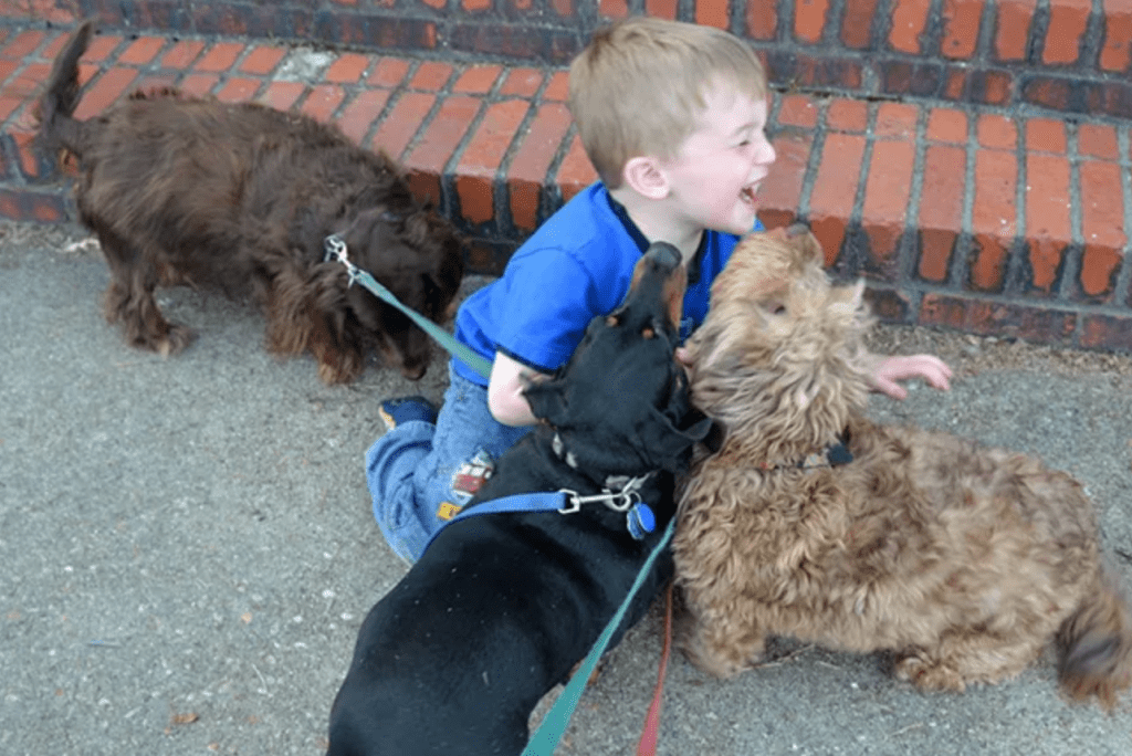 Little boy and his dog friends